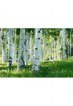 Papermoon Fototapetas &raquo;Birkenwald&laquo;