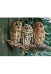 Papermoon Fototapetas &raquo;Tawny Owls&laquo; glatt