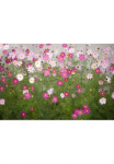 Papermoon Fototapetas &raquo;Cosmos Flowers&laquo; glatt