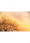 Papermoon Fototapetas &raquo;Dandelion Sunset&laquo; glatt