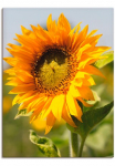Artland Paveikslas &raquo;Sonnenblume&laquo; gėlės 1 Stk. dalys kaip Paveikslas ant drobės Plakatas in verschied. dydžiai