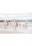 Komar Fototapetas &raquo;White Horses - Gr&ouml;&szlig;e 368 x 254 cm&laquo; ra&scaron;tuotas glatt Wohnzimmer miegamojo kambario baldai