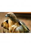 Papermoon Fototapetas &raquo;Red Tail Hawk&laquo; glatt