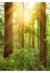 Komar Tapetai &raquo;Digitaldruck Vlies - Redwood - Gr&ouml;&szlig;e 200 x 260 cm&laquo; ra&scaron;tuotas glatt Wohnzimmer miegamojo kambario baldai