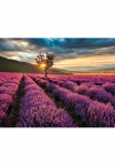 living walls Fototapetas &raquo;Lavendelfeld Lavendelbl&uuml;te&laquo; Motiv | abstrakt | naturalistisch glatt Vlies Wand Schr&auml;ge Tapeten Wohnzimmer miegamojo kambario baldai K&uuml;che modern B&uuml;ro