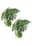 Creativ green Dirbtinis augalas &raquo;Monstera adesonii&laquo; su naturgetreuem Blattwerk