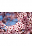 Papermoon Fototapetas &raquo;Springtime Flowers&laquo; glatt