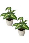 Creativ green Dirbtinis Zimmerpflanze &raquo;Blattpflanze Syngonium&laquo; im cementinis puodas 2vnt. rinkinys