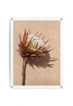 Reinders! Plakatas &raquo;Schattenblume&laquo; Garten - Trockenblumen - Exotisch - Braun - Paveikslas ant drobės - gėlės