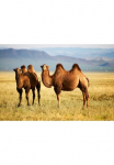Papermoon Fototapetas &raquo;Mongolian Camels&laquo; glatt