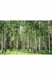 Papermoon Fototapetas &raquo;Birch Forest&laquo; glatt