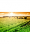 Papermoon Fototapetas &raquo;Field of Fresh Grain&laquo; glatt