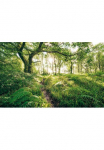 Komar Tapetai &raquo;Digitaldruck Vlies - Mystic Path - Gr&ouml;&szlig;e 400 x 250 cm&laquo; ra&scaron;tuotas glatt Wohnzimmer miegamojo kambario baldai