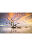 Papermoon Fototapetas &raquo;Torheit Strand toter Baum&laquo;