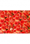 Papermoon Fototapetas &raquo;Orange Roses&laquo; glatt