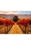 Papermoon Fototapetas &raquo;Autumn Vineyard&laquo; glatt