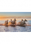 Papermoon Fototapetas &raquo;Photo-Art ANTONI FIGUERAS BARRANCO CAMARGUE-PFERDE II&laquo;