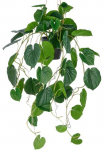Creativ green Dirbtinis augalas &raquo;H&auml;ngende Peperomia caperata&laquo; su &uuml;ppigen juosta