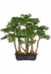 Creativ green Kunstbonsai &raquo;Bonsai Teeblatt&laquo; su detailgetreuer Gestaltung