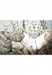 Papermoon Fototapetas &raquo;Dandelion Seeds Drops&laquo; glatt