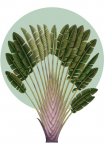 Komar Paveikslas &raquo;Botanical Garden Pinnate Palm&laquo; Natur 1 Stk. dalys paveikslas zur dekoracija - be grotelės