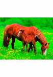 Papermoon Fototapetas &raquo;Horses&laquo; glatt
