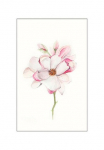 Komar Paveikslas &raquo;Magnolia Blossom&laquo; gėlės 1 Stk. dalys paveikslas zur dekoracija - be grotelės