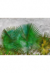 living walls Fototapetas &raquo;Designwalls Agave Leaves&laquo; glatt Vlies Wand Schr&auml;ge Užklotas