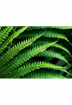 Komar Tapetai &raquo;Digitaldruck Vlies - Dirbtinis papartis - Gr&ouml;&szlig;e 350 x 250 cm&laquo; ra&scaron;tuotas glatt Wohnzimmer miegamojo kambario baldai