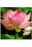 Artland Stiklinis paveikslas &raquo;Lotus - Seerose&laquo; gėlės 1 Stk. dalys in padėties dydžiai