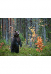 Papermoon Fototapetas &raquo;Brown Bear in Autumn Forest&laquo; glatt