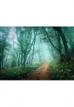 Papermoon Fototapetas &raquo;Misty Forest in Fog&laquo; glatt