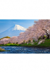 Papermoon Fototapetas &raquo;Fuji and Sakura&laquo; glatt