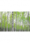 Papermoon Fototapetas &raquo;Birch Forest&laquo; matinis