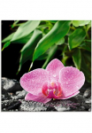 Artland Stiklinis paveikslas &raquo;Rosa Dirbtinė orchidėja ant schwarzen Zen Steinen&laquo; gėlės 1 Stk. dalys in padėties dydžiai