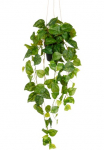 Creativ green Dirbtinis augalas &raquo;H&auml;ngender Philodendron hederaceum&laquo; su &uuml;ppigen juosta