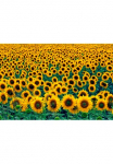 Papermoon Fototapetas &raquo;Field of Sunflowers&laquo; glatt
