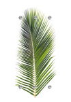 queence Prie&scaron;kambario kabykla &raquo;Palme&laquo; su 6 Kabliukas 50 x 120 cm