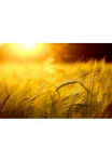 Papermoon Fototapetas &raquo;Goldener Schein&laquo;