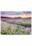 Reinders! Plakatas &raquo;Lavender Field&laquo;