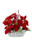 I.GE.A. Dirbtinė gėlė &raquo;Arrangement&laquo; Poinsettia Beeren im Krep&scaron;ys