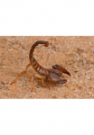 Papermoon Fototapetas &raquo;Aggressiver Skorpion&laquo;