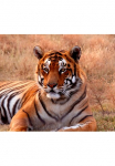 Papermoon Fototapetas &raquo;Tiger&laquo; glatt
