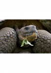 Papermoon Fototapetas &raquo;Riesenschildkr&ouml;tenportr&auml;t&laquo;