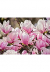 Papermoon Fototapetas &raquo;Magnolia Flowers&laquo; glatt