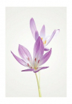 Komar Paveikslas &raquo;Autumn Crocus&laquo; gėlės 1 Stk. dalys paveikslas zur dekoracija - be grotelės