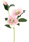 I.GE.A. Dirbtinė gėlė &raquo;Christrose&laquo; K&uuml;nstlich Seidenblumen 5er rinkinys
