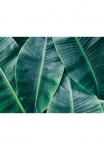 living walls Fototapetas &raquo;Designwalls Banana Leaves 1&laquo; glatt Vlies Wand Schr&auml;ge Užklotas