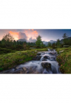 Komar Tapetai &raquo;Digitaldruck Vlies - Wild Paradise - Gr&ouml;&szlig;e 450 x 280 cm&laquo; ra&scaron;tuotas glatt Wohnzimmer miegamojo kambario baldai
