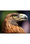 Papermoon Fototapetas &raquo;Steinadler&laquo;